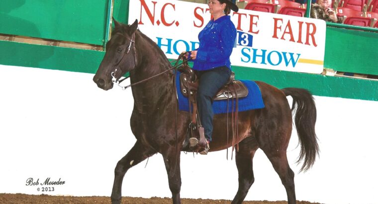 Tonka’s Bam Bam -Kentucky Mountain Saddle Horse