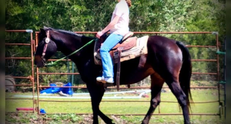 AWESOME BEGINNER/FAMILY Quarter Horse