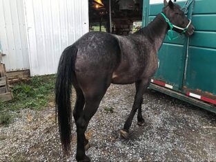 Racking Mare for Sale-in Marketplace