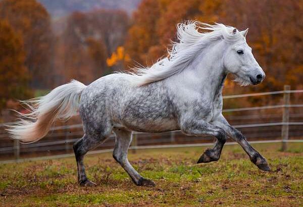 Icelandic horse sale