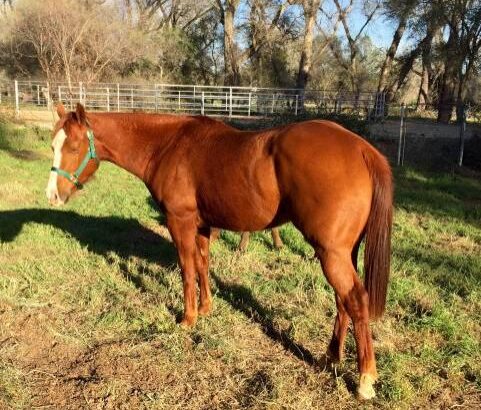 Beautiful and Shine Pampa Horse classifieds sale in marketplace