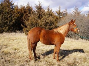 Sorrel Quarter Horse Gelding