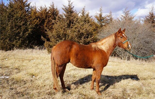 Sorrel Quarter Horse Gelding