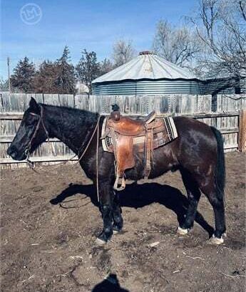 Best classifieds Morgan horse