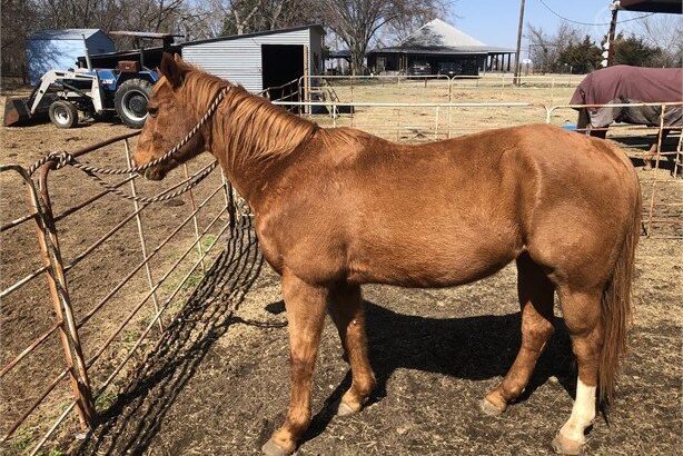 In the marketplace, there is a beautiful and color Quarter Horse for sale in marketplace.