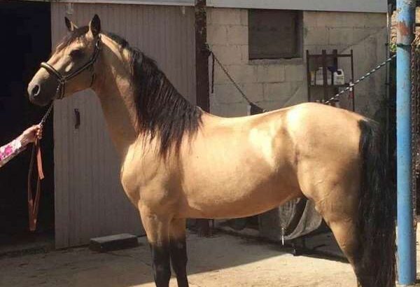 Buckskin Morgan Stallion