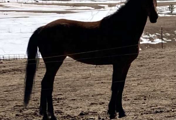 Marlee – Mare/Chestnut/Grade Morgan horse Companion