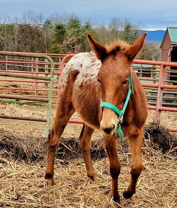 Classy Appaloosa Mule Weanling – Show, Ranch, Trail for sale in USA