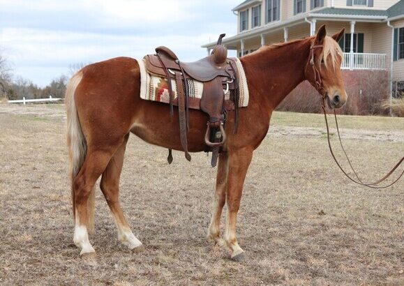 Gorgeous Sorrel Missouri Fox Trotter for sale