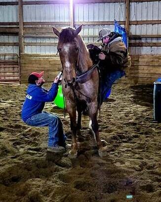 Beautiful Red Roan Missouri Fox Trotter Gelding