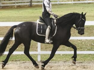 Black Beauty Super Talented Morgan Horse