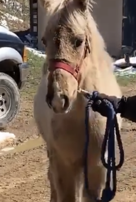 Well Bred Gorgeous Silver Rocky Mountain Horse Sale