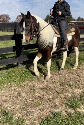 Beautiful Spotted Gelding Hand hold Horse