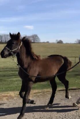 Well Bred Beautiful Black Rocky Mountain Horse