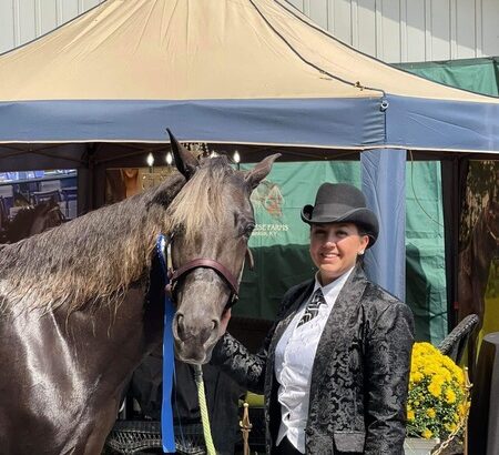 Stunning Well Bred Chocolate Mare Rocky Mountain Horse