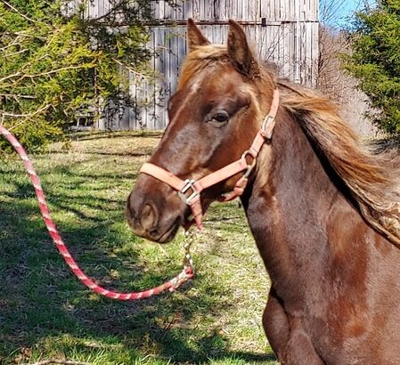 Beautiful Chocolate Gelding Rocky Mountain Horse