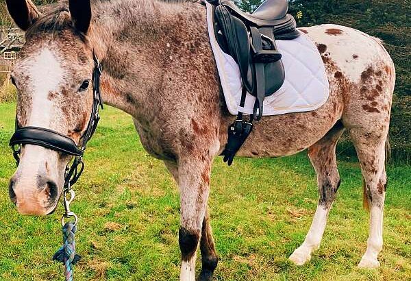 Bay Roan Appaloosa Gelding Lease Horse