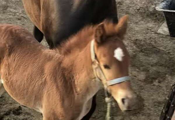 Beautiful Well Bred Sorrel Weanling Rocky Mountain Horse Classifieds