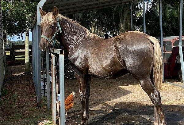 Beautiful Chocolate Rocky Mountain Horse