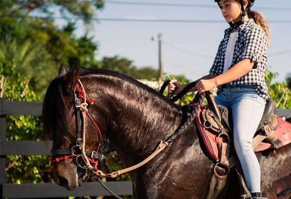 Bay Paso Fino Gelding Horse