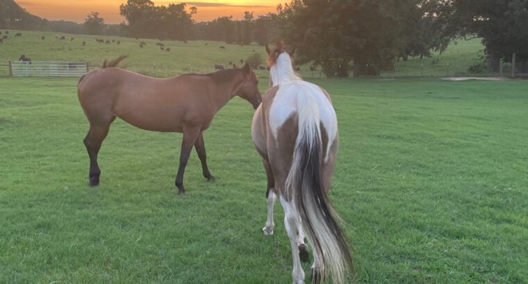 Gaited Paint Horse-3 Year Old