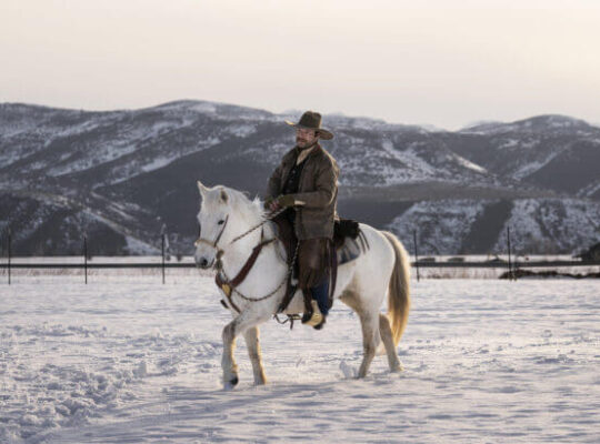 Peruvian Paso Horse for Sale – The Smoothest Riding Gaited Horse