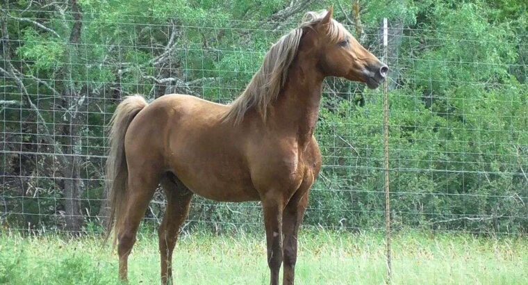 Missouri Foxtrotters Horse for Sale – Are These Horses Suitable For Beginner Riders?