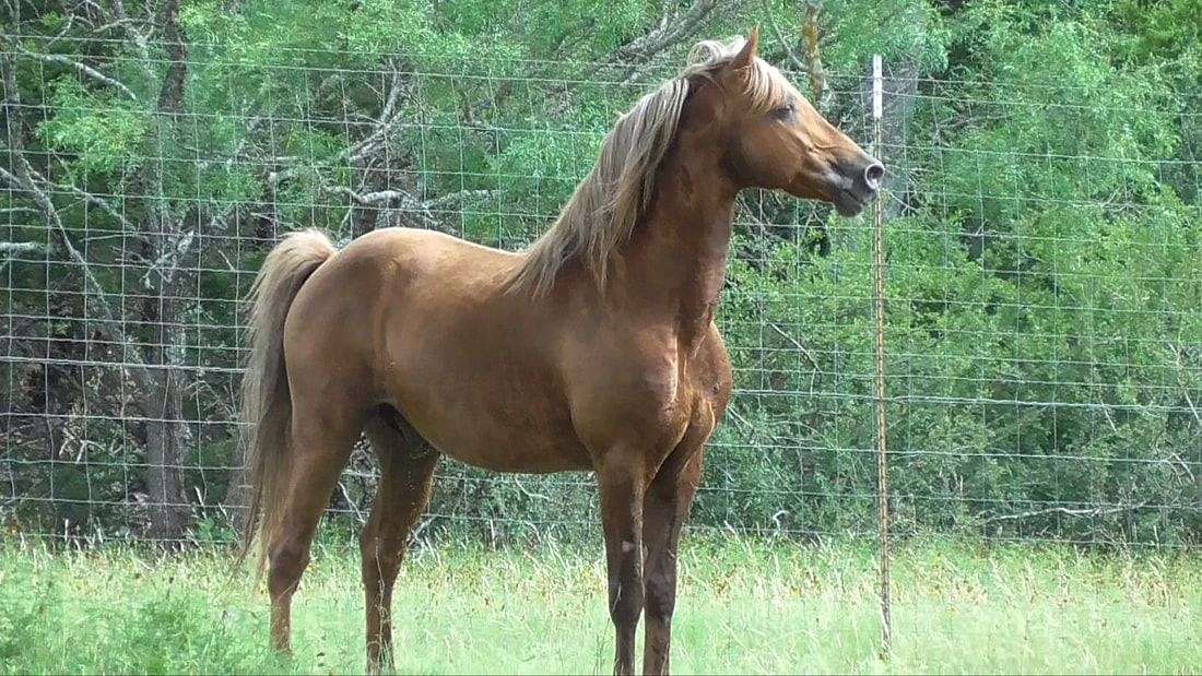 Missouri Foxtrotters Horse