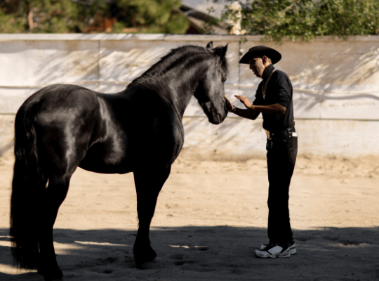 Things People Need to Know About Kathiawari Horse Classifieds