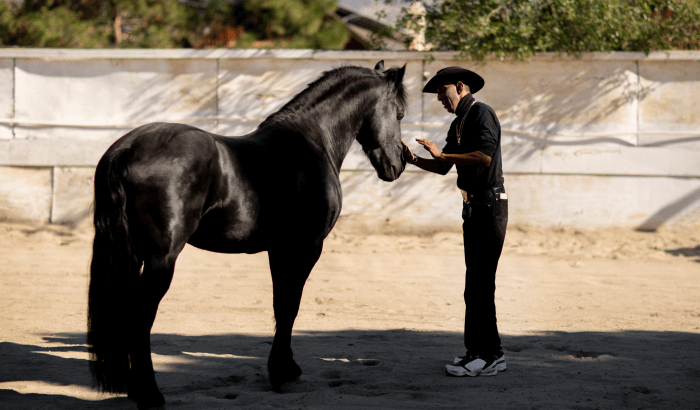 Things People Need to Know About Kathiawari Horse Classifieds