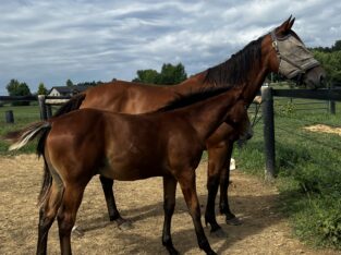 Selling 20-25% of a 6 month old Papi Rob Hanover Colt out of Kiss Don’t Bite. This colt is in PA.