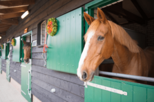 horse boarding near me