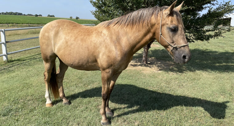 Sun’s Missouri Dandy