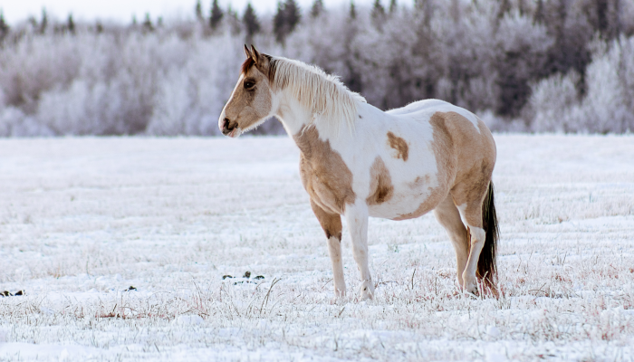 Why are Walkaloosa Horses for Sale so Popular?