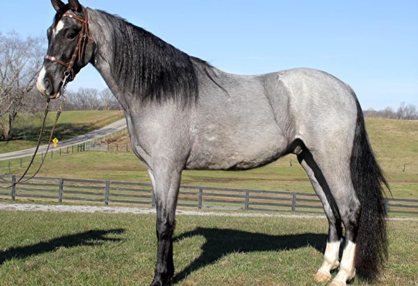 SFF Pusher’s Blue Smoke Tennessee Walker