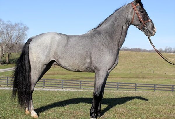 SFF Pusher’s Blue Smoke Tennessee Walker