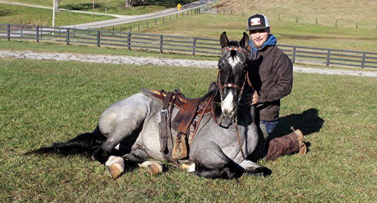 SFF Pusher’s Blue Smoke Tennessee Walker