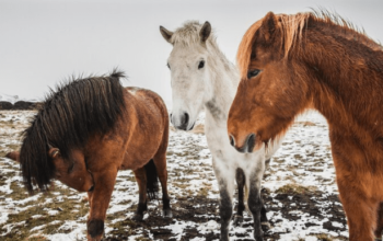 Why are Icelandic Horse Classifieds in Demand?