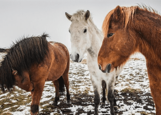 Why are Icelandic Horse Classifieds in Demand?