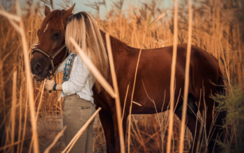 What Rocky Mountain Horses are Popular for?