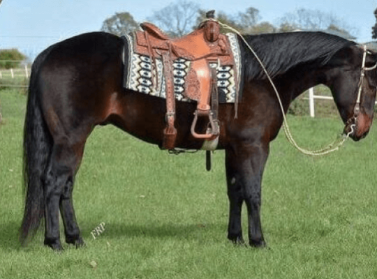 How Size and Type of Material Affect Horse Riding Saddle Price?