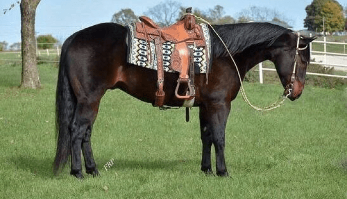 How Size and Type of Material Affect Horse Riding Saddle Price?