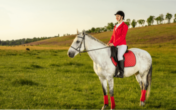 Messara Horses are a Rare Breed of Gaited Horses