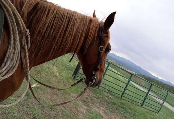 Gaited horse