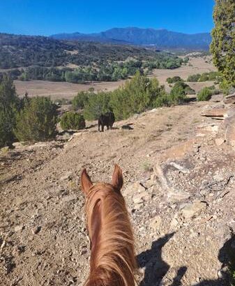 Gaited horse