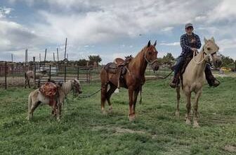 Gaited horse