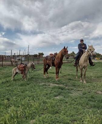 Gaited horse