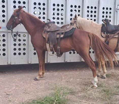 Gaited horse