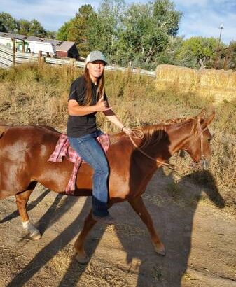 Gaited horse