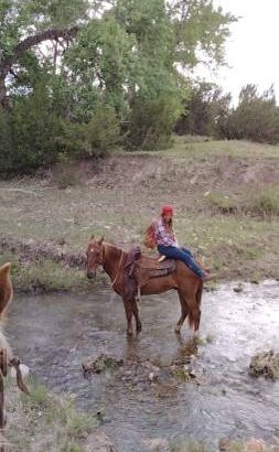 Gaited horse